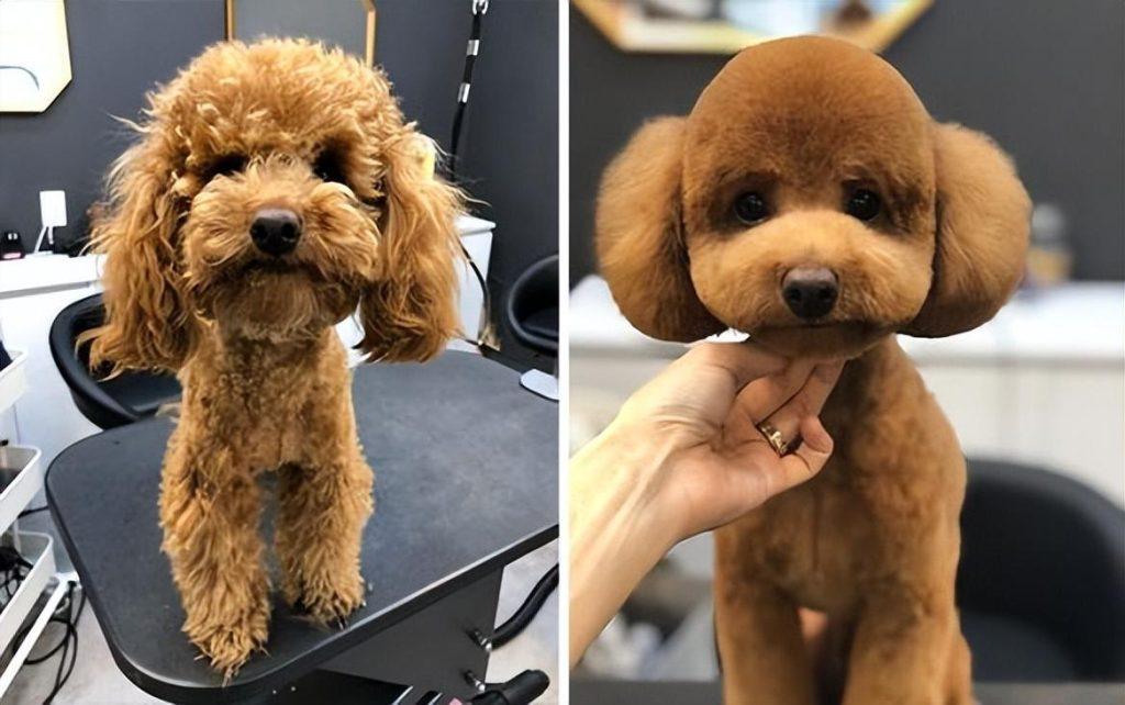 你为什么不会养泰迪犬?看完你还会养吗? 你为什么不会养泰迪犬?看完你还会养吗?