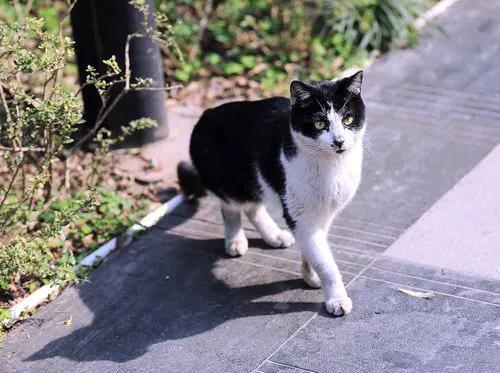猫狗结仇渊源,狗为啥见到猫就要咬? 猫狗结仇渊源,狗为啥见到猫就要咬?