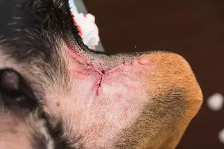 宠物狗被咬伤怎么办 小狗被大狗咬伤怎么办