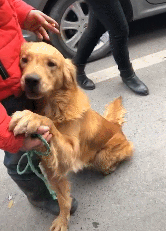 狗狗是怎么认出主人的?狗狗还不太认主,该怎么办? 狗狗是怎么认出主人的?狗狗还不太认主,该怎么办?