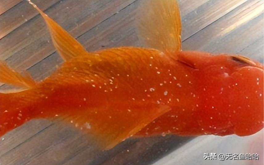 治白点病推荐这2种方法,操作方法简单见效快不伤鱼 治白点病推荐这2种方法,操作方法简单见效快不伤鱼