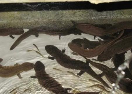 水产养殖：娃娃鱼外形和蜥蜴相似，娃娃鱼生活习性你知道吗？