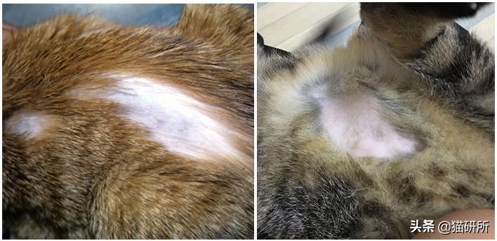 解析10种常见的猫咪皮肤病,铲屎官须知道这些情况 解析10种常见的猫咪皮肤病,铲屎官须知道这些情况
