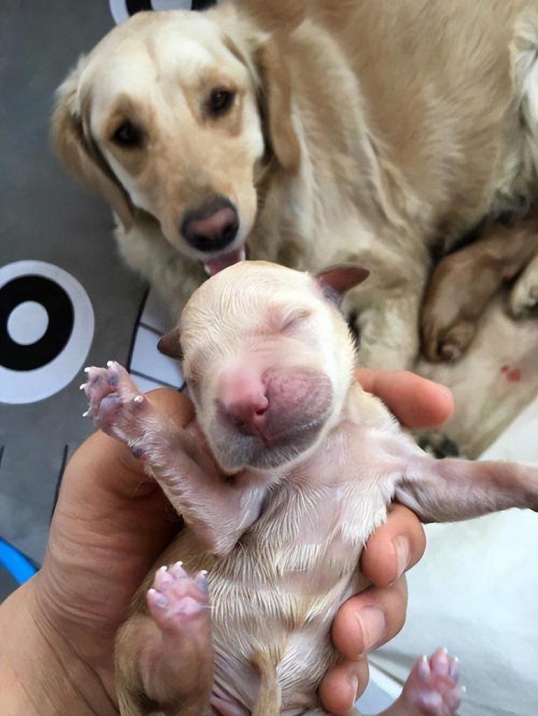 金毛犬再温顺，面对这些事，也可能咬人，千万不要对金毛犬做