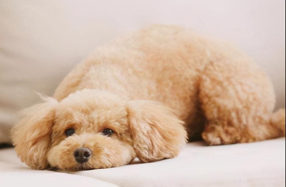 泰迪犬最喜欢睡的5个位置，代表着泰迪的什么性格呢？