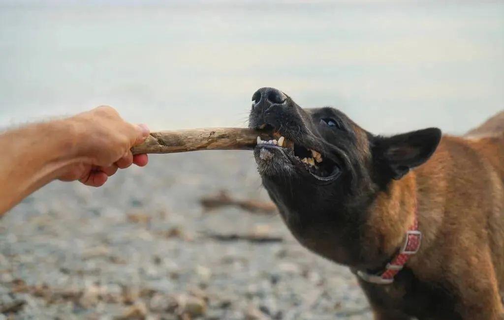 突然被恶狗攻击怎么办？做好这6件事减少你的损失