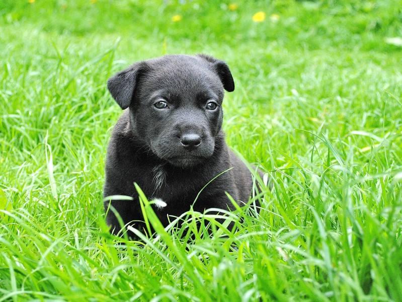 老人家常言为什么不能养黑色的狗狗呢？这是为何？