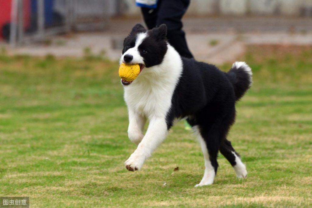 犬种科普介绍：边境牧羊犬飞盘狗狗