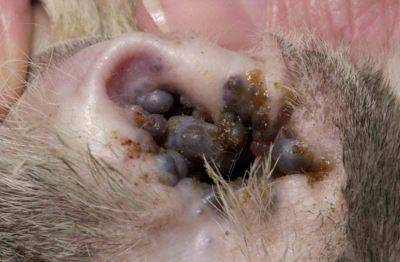 狗狗耳朵出现黑色肿块，那可能是患上耵聍腺瘤，需要手术吗？