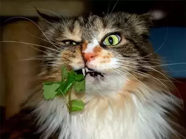 猫咪为什么要吃草？猫薄荷对猫有伤害吗