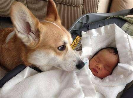 柯基犬为什么这么贵?贵是与这5个因素有关 柯基犬为什么这么贵?贵是与这5个因素有关