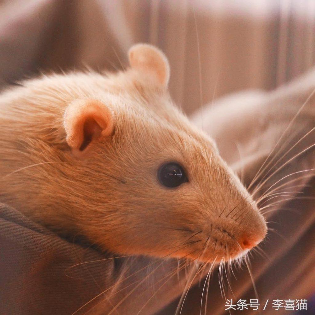 哪些品种的老鼠受欢迎？聪明伶俐又可爱的花枝鼠