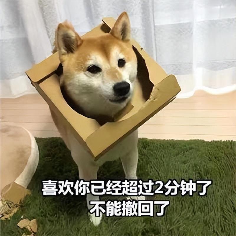 最值得养的5种狗,很温顺还好养!你家里有吗? 最值得养的5种狗,很温顺还好养!你家里有吗?