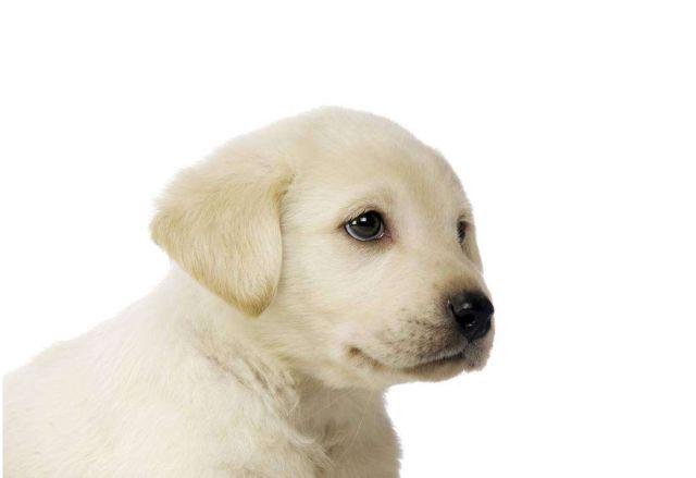 如何挑选一只品相好的拉布拉多？你家导盲犬颜值高吗？