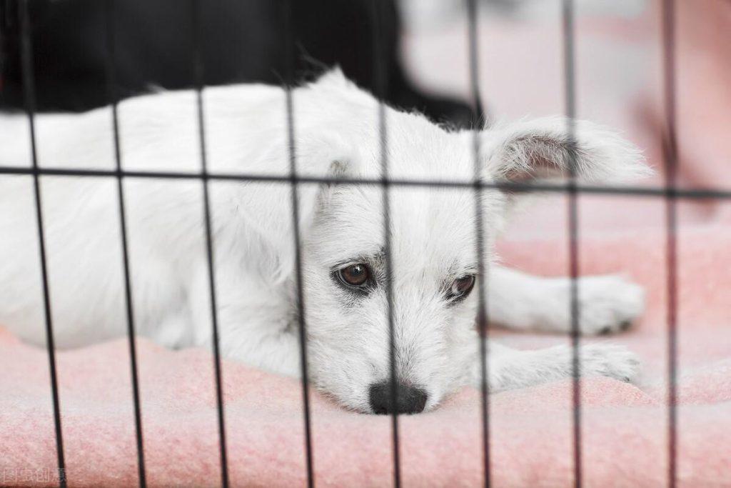 汽车托运宠物要做什么?宠物汽车托运步骤大解析 汽车托运宠物要做什么?宠物汽车托运步骤大解析