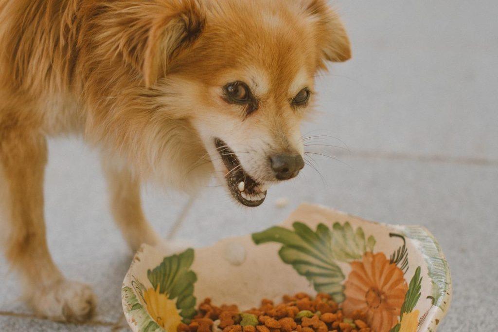 狗狗吃饭总把食物叼出碗外？或是它嫌碗脏？不是，是它们的一种天性