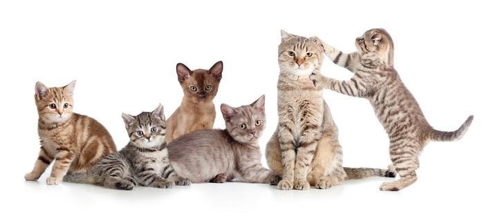 盘点世界上60种可爱的猫咪,各种各样的,有你喜欢的吗? 盘点世界上60种可爱的猫咪,各种各样的,有你喜欢的吗?