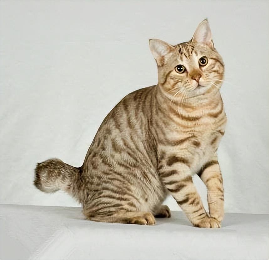 盘点世界上60种可爱的猫咪,各种各样的,有你喜欢的吗? 盘点世界上60种可爱的猫咪,各种各样的,有你喜欢的吗?