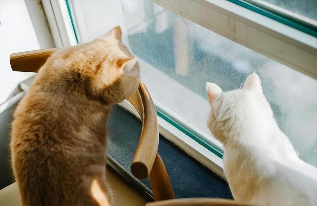 猫咪离家出走的原因,很大原因是主人伤害了它 猫咪离家出走的原因,很大原因是主人伤害了它