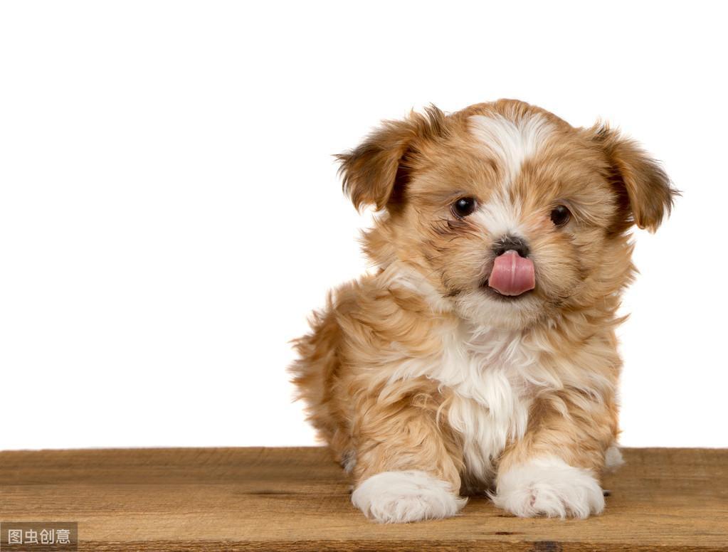 舔鼻子不仅是一个习惯性动作，究竟为什么狗狗要这样做呢？