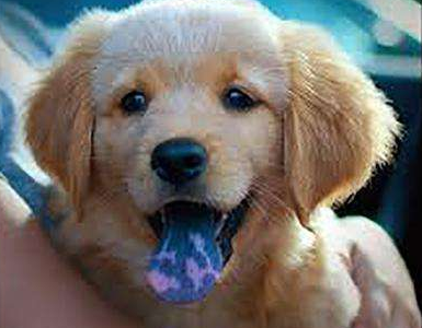 为什么舌头越花的狗，就越抢手了？花舌头的狗狗优点多