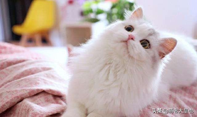 猫虱子会咬人吗?怎样去除猫咪身上的虱子?解决跳蚤的办法 猫虱子会咬人吗?怎样去除猫咪身上的虱子?解决跳蚤的办法