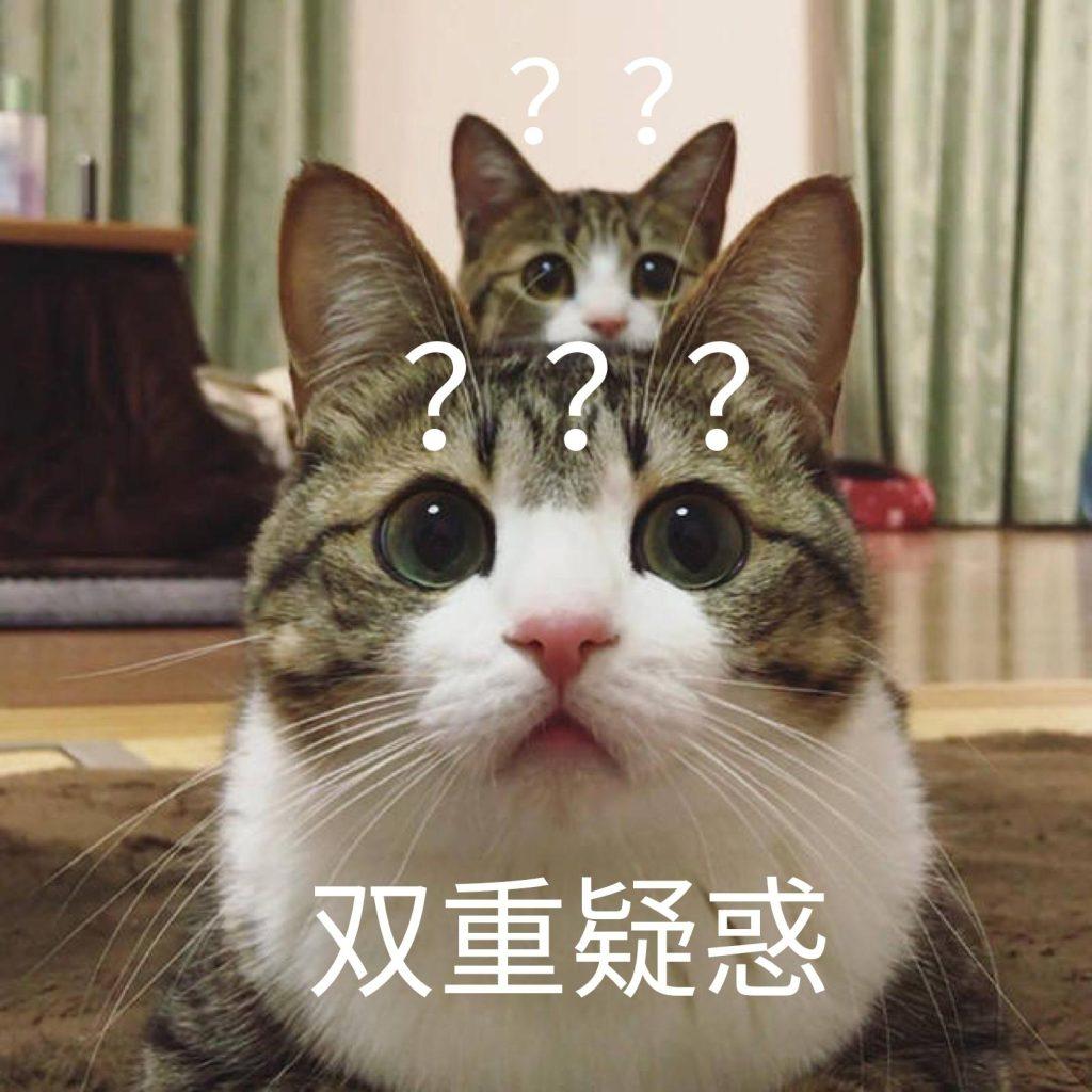 一只猫喜欢睡在你身上是想表达什么？其实隐藏了这6种含义