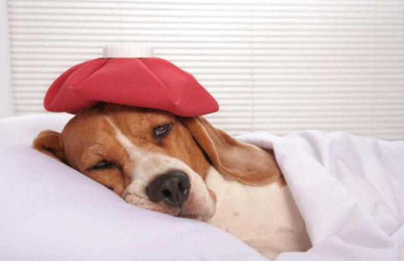 狗狗睡觉为什么会抽搐？是因为缺钙吗？