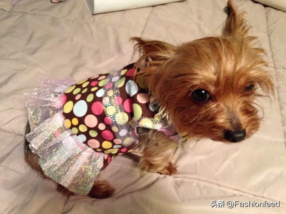 你会给狗狗DIY衣服穿吗？分享29种DIY狗狗衣服计划