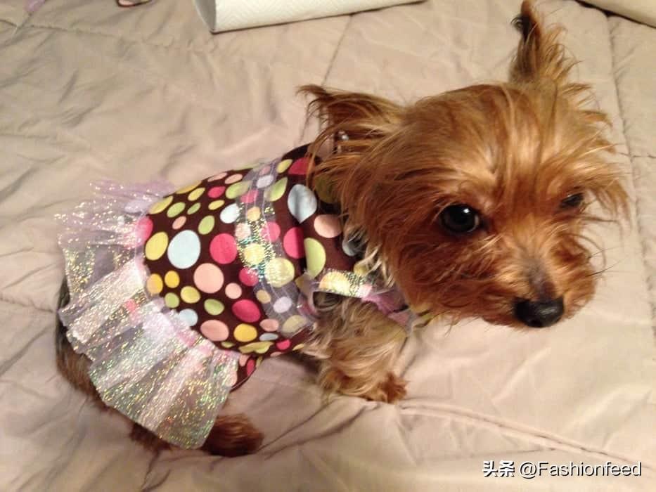 你会给狗狗DIY衣服穿吗?分享29种DIY狗狗衣服计划 你会给狗狗DIY衣服穿吗?分享29种DIY狗狗衣服计划
