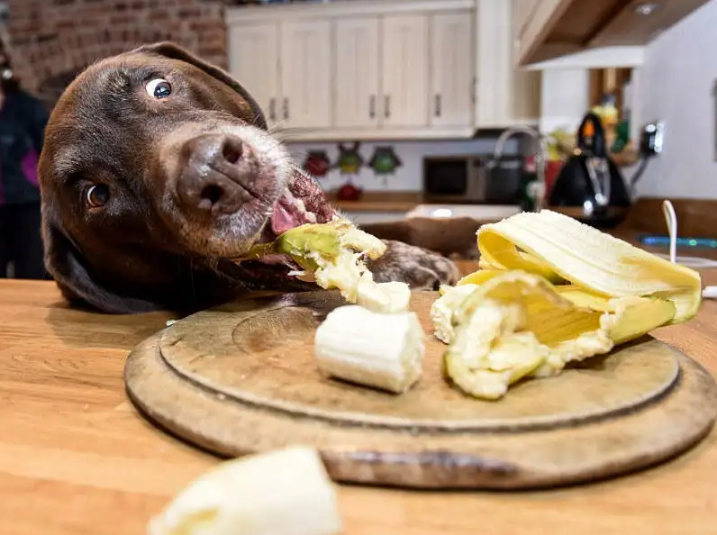 你家狗狗最喜欢吃什么食物呢？让狗狗食欲大增的几种食物