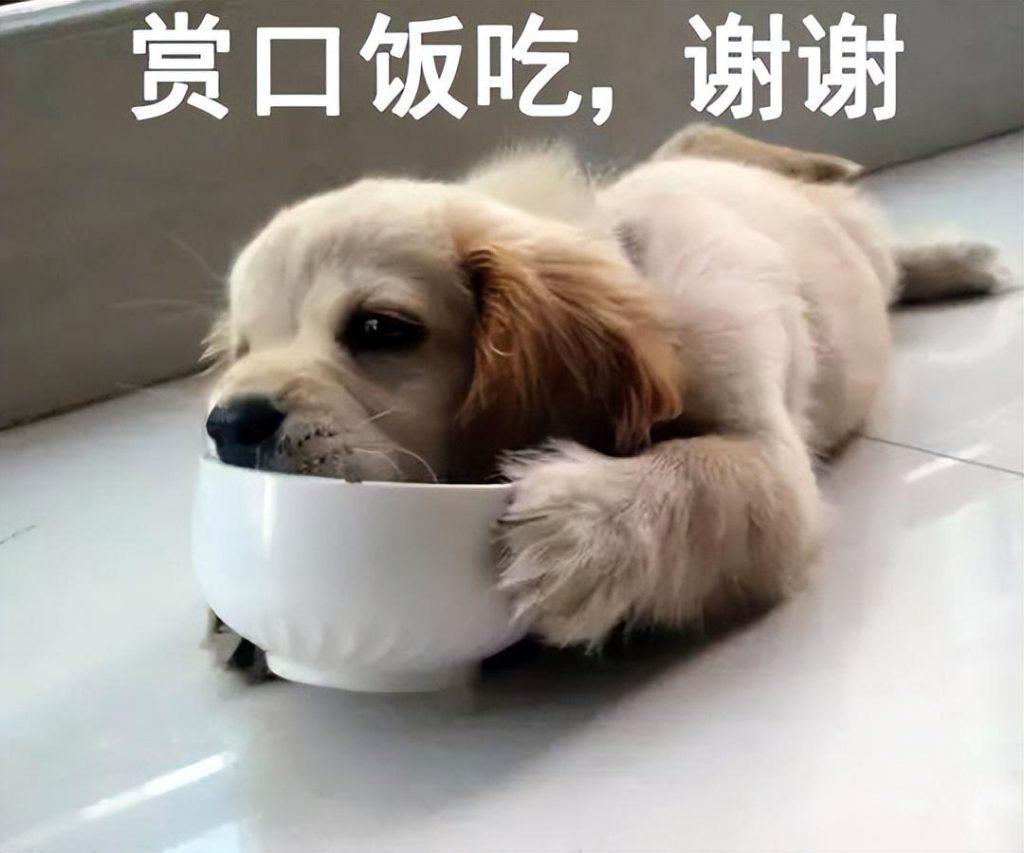 狗狗是最忠诚的动物,但狗狗为何忠诚?这些原因,可能有一半你都不了解 狗狗是最忠诚的动物,但狗狗为何忠诚?这些原因,可能有一半你都不了解