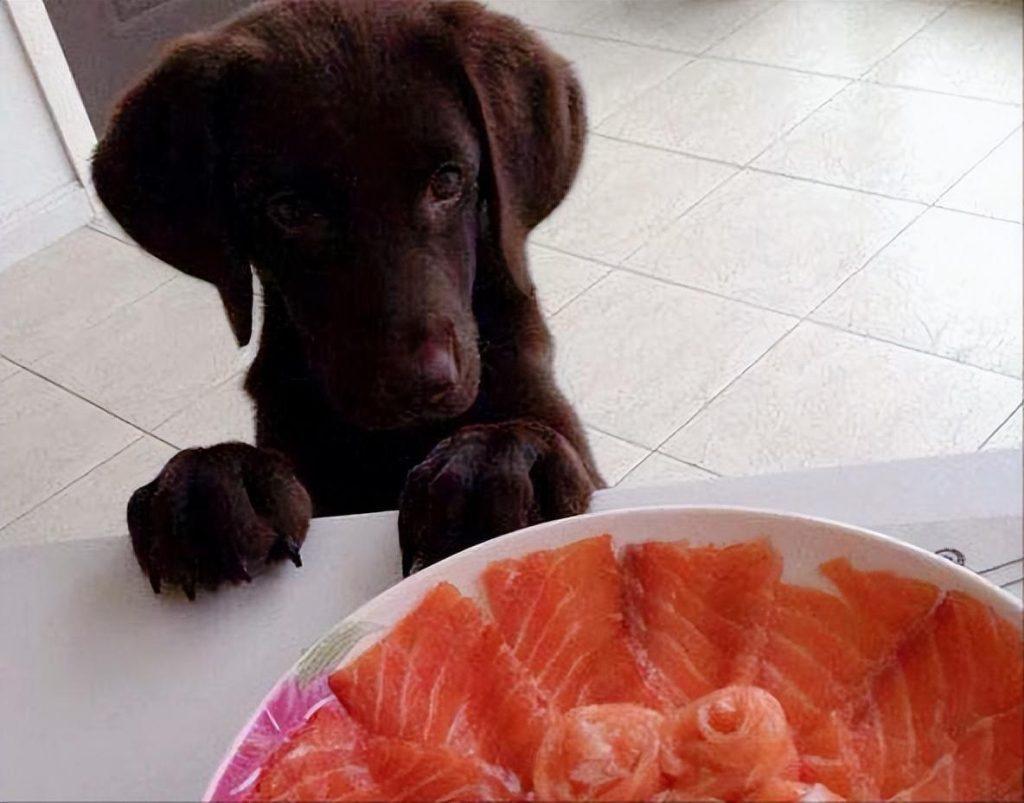 你家狗子最爱吃什么食物？，推荐7种可以吃的食物还不快给它们加餐