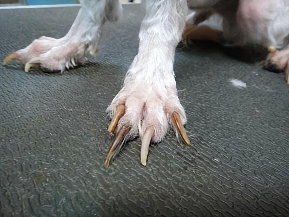 为何说狗狗断甲=上酷刑？如何判断狗狗的指甲是否受伤了？