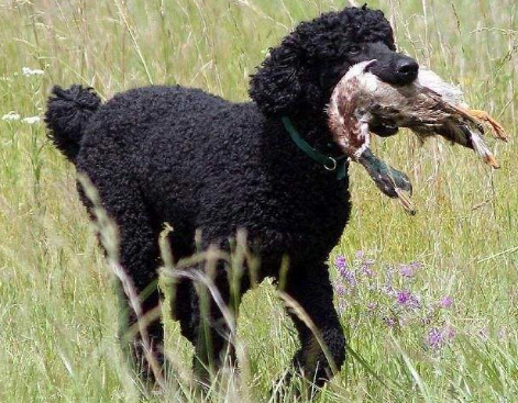 贵宾犬真的要断尾吗？贵宾犬有什么优势？确实有这6个优势