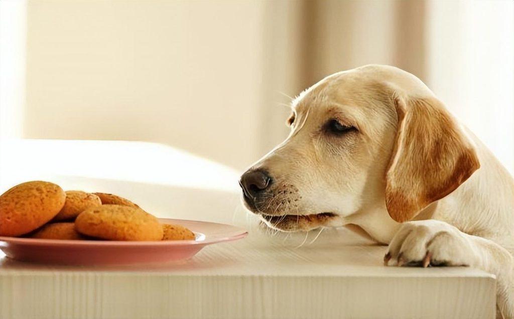 狗狗不爱吃东西骨瘦如磷怎么办？4个方法，让你家不爱吃东西的狗狗长肉！