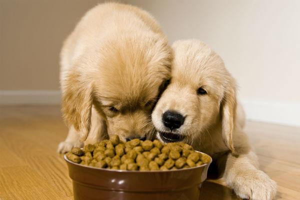 幼犬带回家后该怎么喂养，有哪些注意事项？幼犬喂食需要注意的6个点