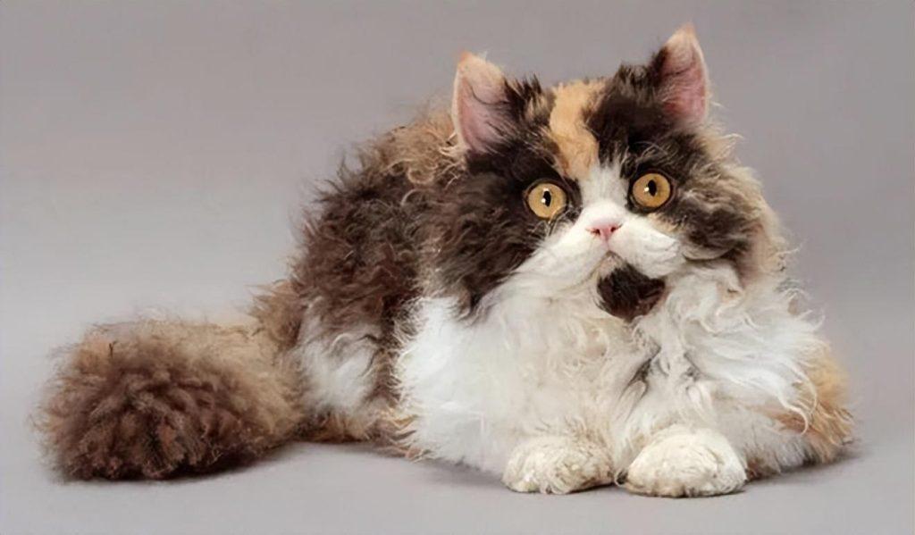 盘点世界上60种可爱的猫咪,各种各样的,有你喜欢的吗? 盘点世界上60种可爱的猫咪,各种各样的,有你喜欢的吗?