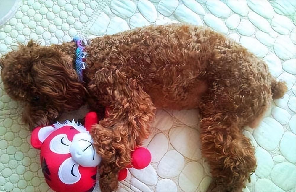 知道贵宾犬呕吐的8个常见原因,怎么处理?呕吐这事可大可小,宠主不能忽视 知道贵宾犬呕吐的8个常见原因,怎么处理?呕吐这事可大可小,宠主不能忽视