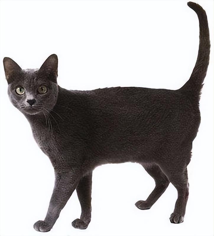 盘点世界上60种可爱的猫咪,各种各样的,有你喜欢的吗? 盘点世界上60种可爱的猫咪,各种各样的,有你喜欢的吗?