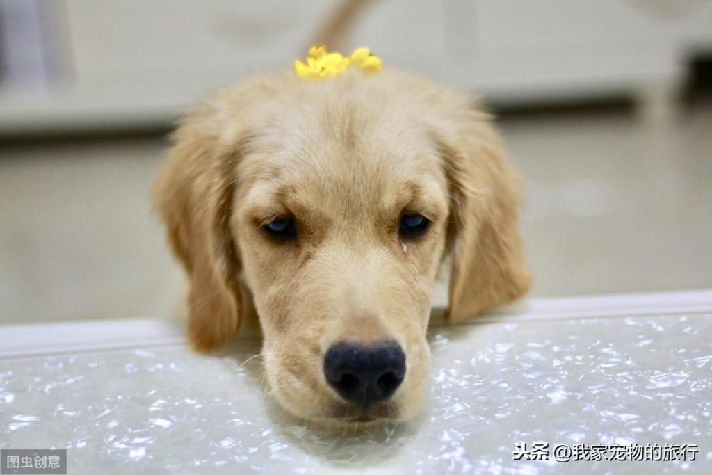 你知道如何养出一只听话的金毛犬吗？