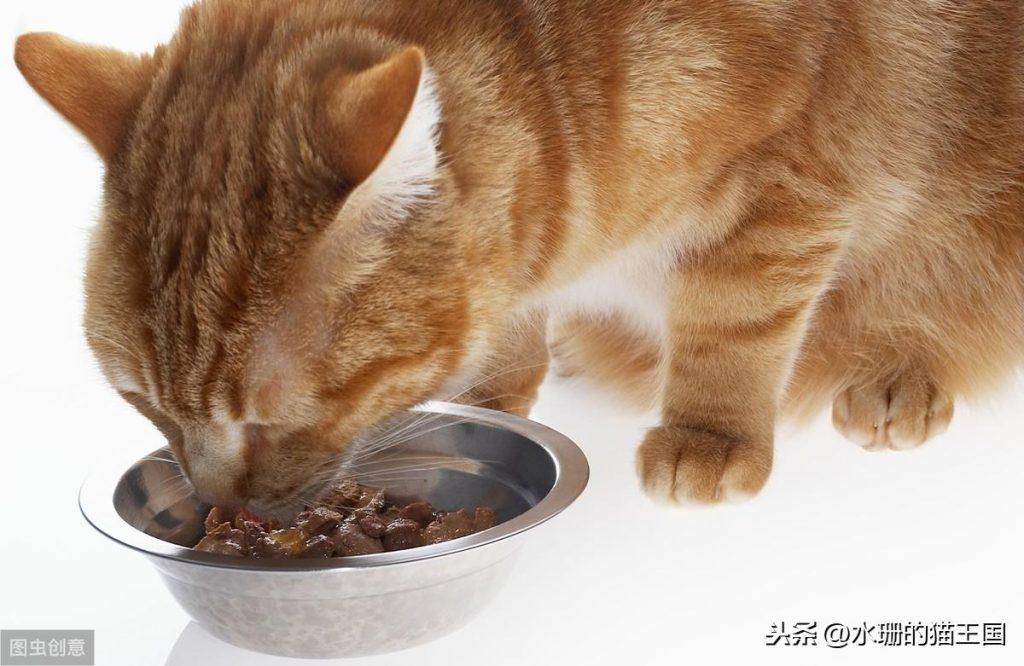 猫咪打嗝反胃怎么办？猫咪吃完就吐是怎么回事儿？