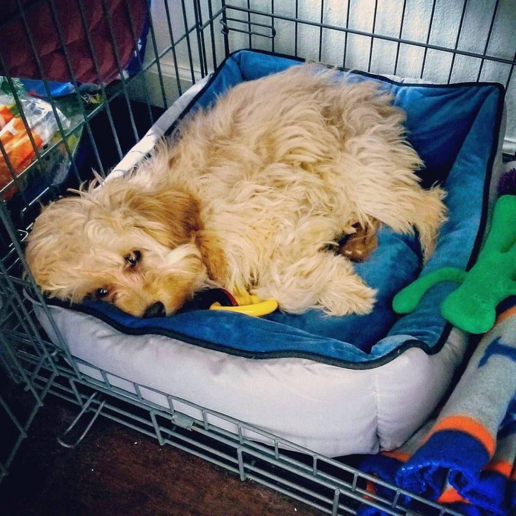 把狗狗带回家之前幼犬难照顾会捣乱,这些细节主人都要注意 把狗狗带回家之前幼犬难照顾会捣乱,这些细节主人都要注意