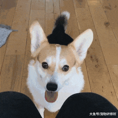 狗狗闻你裤裆,不是因为你脏,而是因为这些,为啥它这么重口味? 狗狗闻你裤裆,不是因为你脏,而是因为这些,为啥它这么重口味?