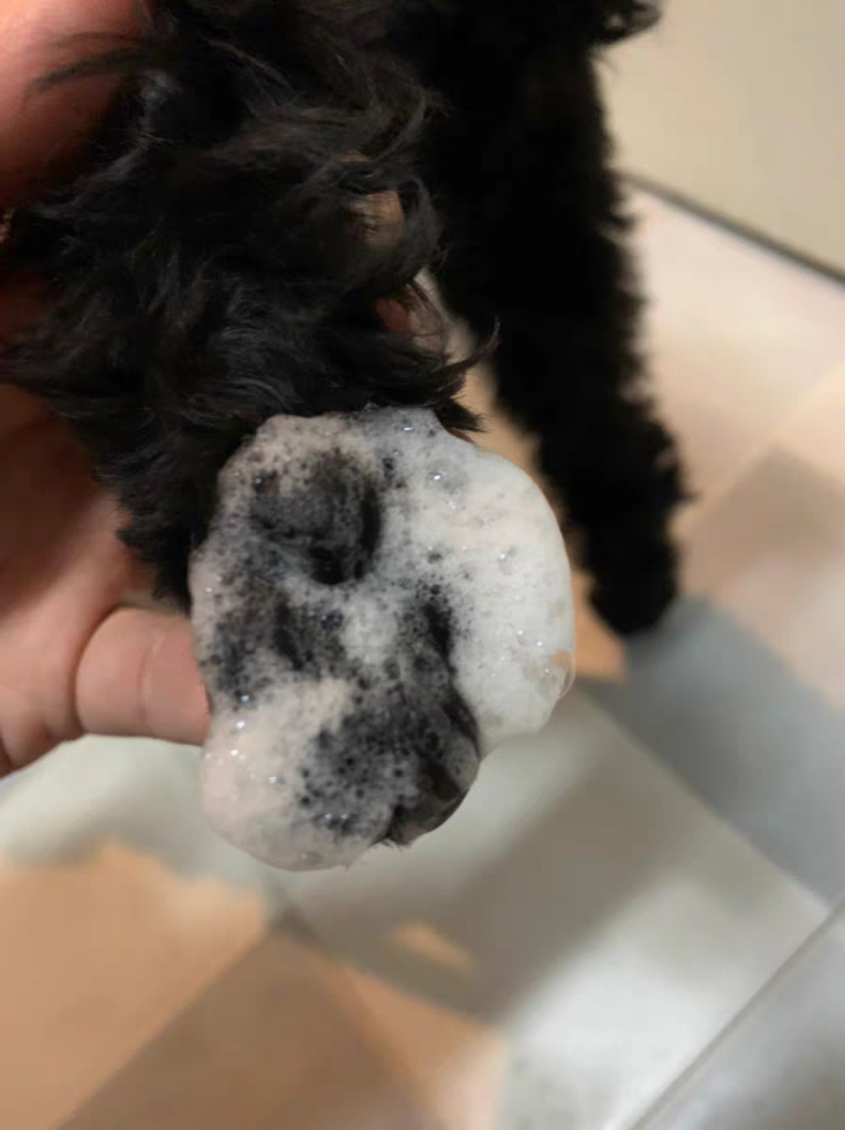 狗狗爪子洗不干净，使用洗爪产品真的有用吗？