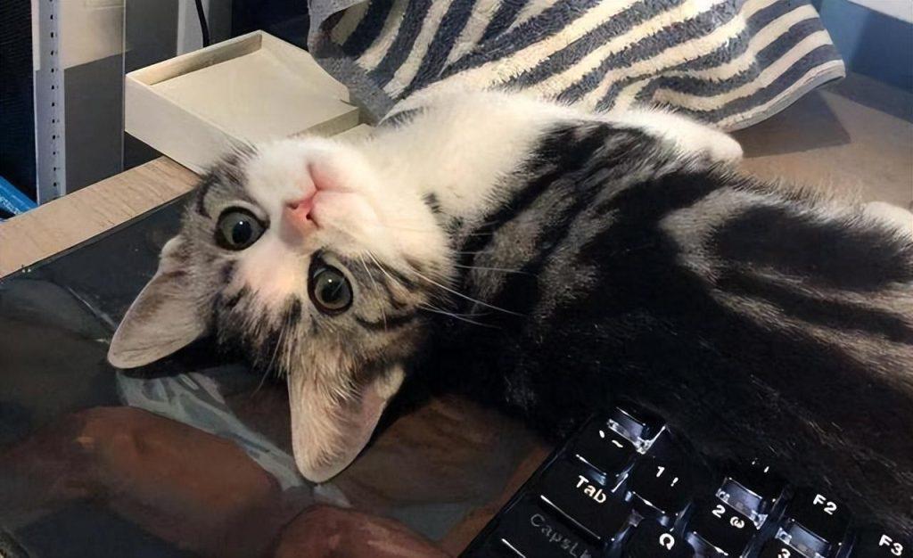 猫咪为什么每天早晨要吵醒主人呢?无非是为了这几件事 猫咪为什么每天早晨要吵醒主人呢?无非是为了这几件事