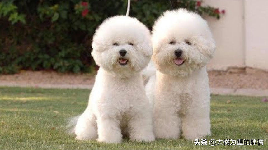 比熊犬必须驱虫,否则会出现6个恶果不能拖 比熊犬必须驱虫,否则会出现6个恶果不能拖