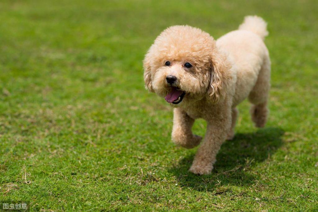 贵宾犬真的要断尾吗？贵宾犬有什么优势？确实有这6个优势
