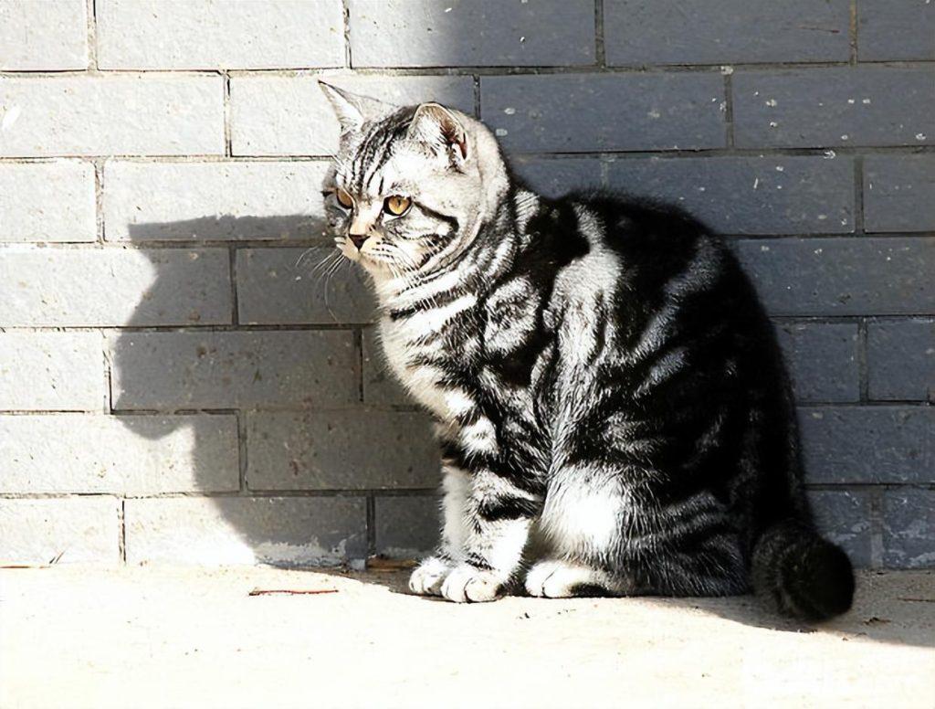 盘点世界上60种可爱的猫咪,各种各样的,有你喜欢的吗? 盘点世界上60种可爱的猫咪,各种各样的,有你喜欢的吗?