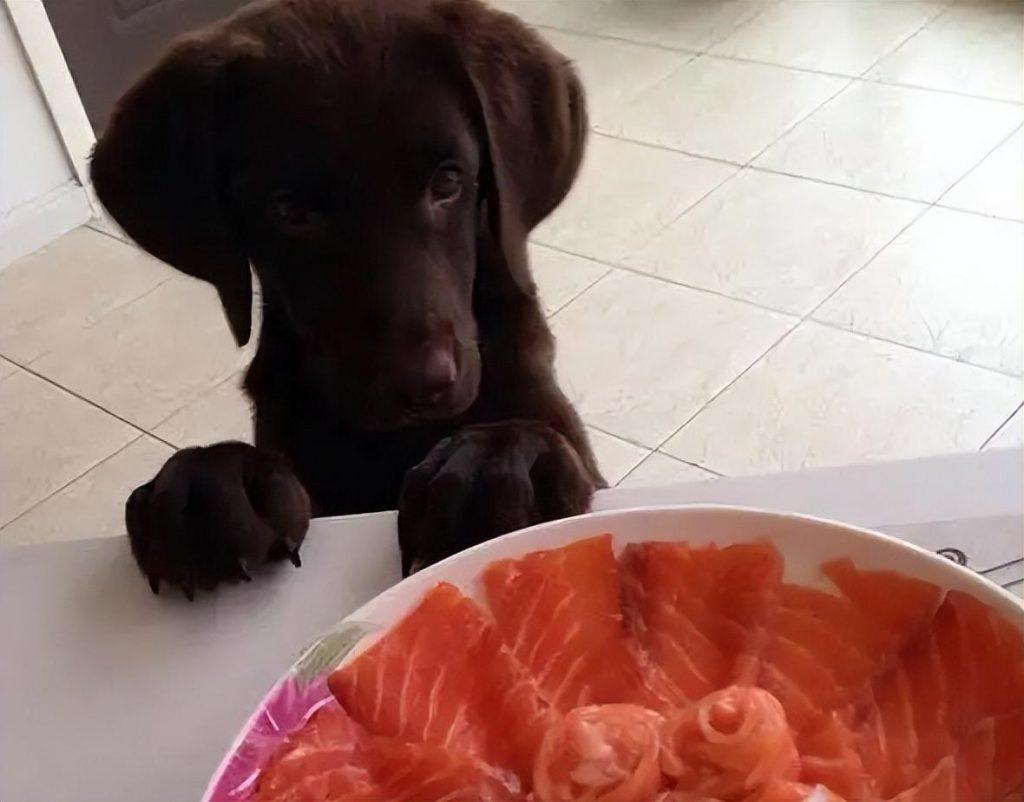 你家狗狗最喜欢吃什么食物呢?让狗狗食欲大增的几种食物 你家狗狗最喜欢吃什么食物呢?让狗狗食欲大增的几种食物